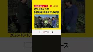 「感慨深いです。」　大きさはふつうのキャベツのおよそ１０倍…札幌の伝統野菜「札幌大球」収穫が行われる