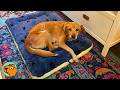 Man Wakes Up To A Mysterious Dog In His House 5 Rescue Stories