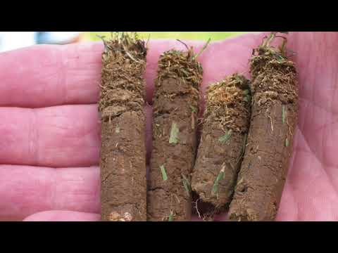 いつ、どのように、そしてなぜ芝生に空気を入れるのか。 // 芝生にエアレーションが必要かどうかを学びます。