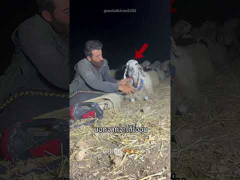 เลี้ยงเเกะกลับบ้านไม่ทันเวลาทำยังไง