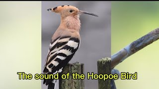 Download lagu The Sound of the Hoopoe Bird || Suara Asli Burung Hud Hud Burung Nabi Sulaiman mp3 Download lagu The Sound of the Hoopoe Bird || Suara Asli Burung Hud Hud Burung Nabi Sulaiman mp3