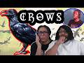 How Crows Took Over A City Casual Geographic Reaction