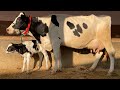 HF Cow Beauty Queen FEMALE CALF