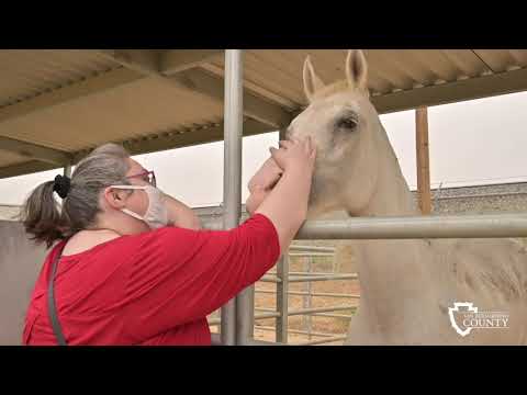 Horse Evacuated from Fire finds Shelter with County Animal Care and Control Horse Evacuated from Fire finds Shelter with County Animal Care and Control