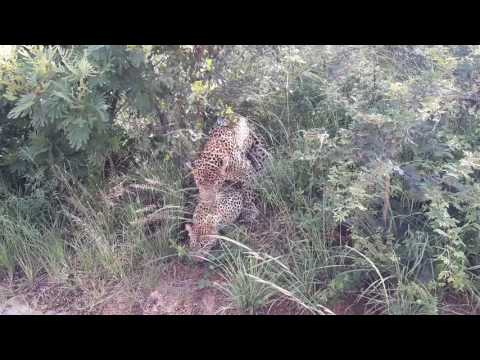 Leopards mating   Sabi Sand Kruger March 2017