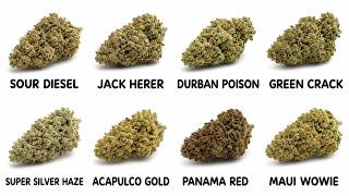 Every Sativa Strain That Actually Feels Different