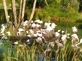 Disney World 2012 Safari