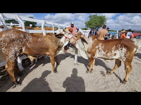 Feira de gado em jupi-Pe 23-11-2025 garrotada extra na feira