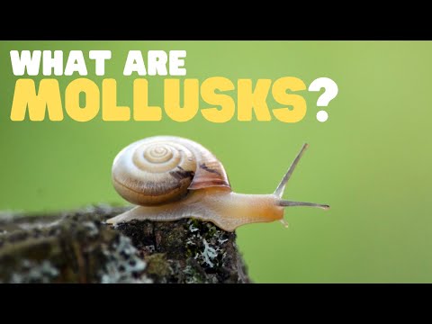 What Are Mollusks? | Learn all about these land and sea dwellers