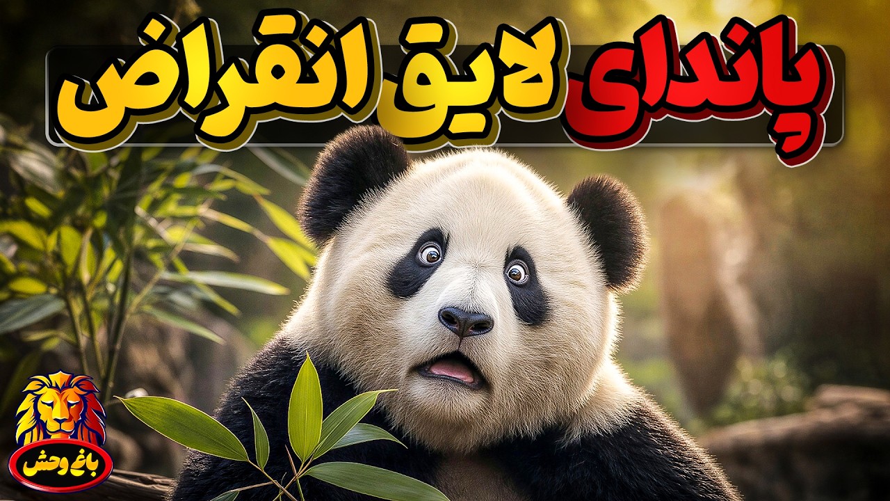 پاندا ، خرس نگون بختی که بدون کمک انسان هیچ راهی جز انقراض ندارد