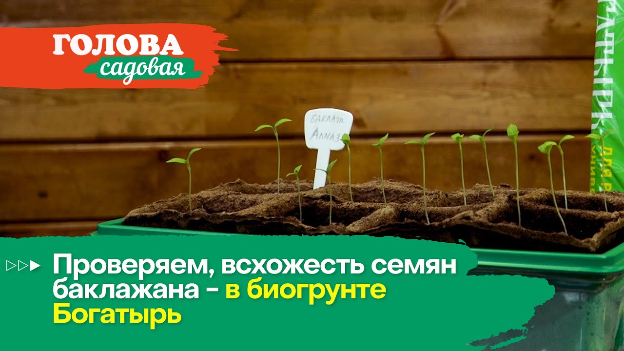 Голова садовая - Проверяем, всхожесть семян баклажана - в биогрунте Богатырь