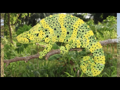 Chameleón Mellerov (Trioceros melleri) — Quest for the Meller's Chameleon, prirodzený habitat
