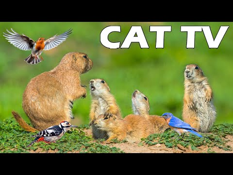 Katzenfernsehen 😸 Unterhalte deine Katzen, wenn sie alleine zu Hause sind – mit frechen Eichhörnc...