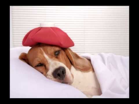 The SML Podcast - Episode 49: We Are All Sick and Dying Oh My God