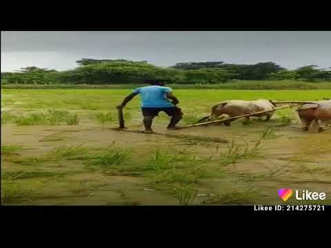 CHASI HOPON KORA ING