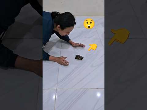 ayah kejar adek yang lagi kejar kura kura