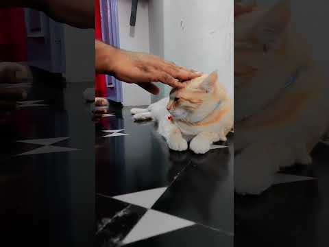 Sofu got nazar #cat #trending #sofi #sofi #cats #catlover #catfunny #kitty #kittycat #kitten #top