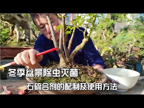 , title : 'Methods of deworming and sterilizing bonsai in winter|冬の盆栽の駆虫・殺菌方法|冬季盆景除蟲滅菌的方法'