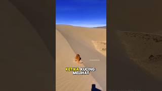 Download lagu THE MOMENT A CAT FIRST SEES THE DESERT 🐱 mp3