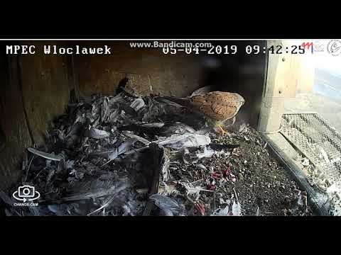 MPEC Włocławek Poland -Kestrel Blondyn with visit  , in the nest 2X - departure -  2019 04 05 10 37