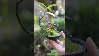春の強風、カシの木の小皿ミニ盆栽 ドングリから育てた #bonsai #盆栽