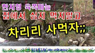 20년 한지형 육쪽마늘수확-마늘병해충, 마늘캐는 일이 힘들어 차라리 사먹는 편이 어떨까!