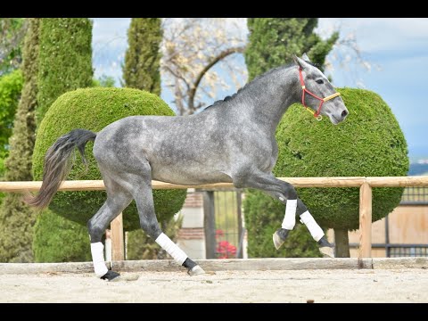 Vaiven de Susaeta - Sired by Poeta de Susaeta - Sold to Germany!!!