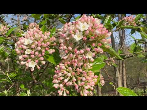 Central Park Dog Walking April 14, 2024