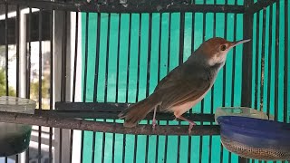 Download lagu Suara Prenjak Coki BETINA Pikat - MP3 Terapi & Pancingan Terbaik Untuk Pernjak Coki Bahan Agar Bunyi mp3