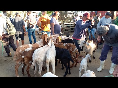 FEIRA DE ANIMAIS EM CAMPINA GRANDE-PB 29-07-2026 BODE, CABRAS E OVELHAS 