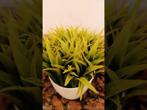 Highlight 41:21 - 46:21 from GOING TO MOTHER HOUSE DAILY ROUTINE 🙏🙏🙏