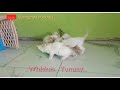 Reaksi Anak Kucing Makan Whiskas Makan Dengan Lahapnya