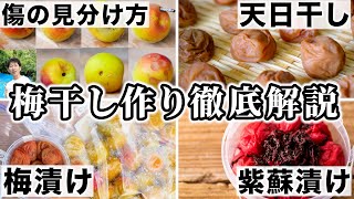 【梅干し作り】梅農家が全部教えます！傷の見分け方から紫蘇漬けまで