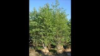 Craigslist Add for River Birch Trees In Lehigh Area  Call 215 651 8329 swamp Land trees