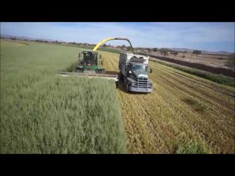 DOMINONI DIRECT CUT DOMAI