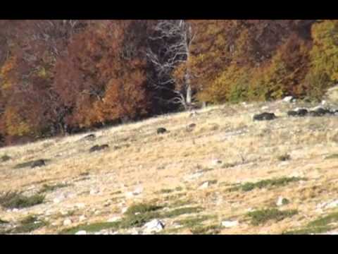 Nelle Terre Selvagge (In to the wild)