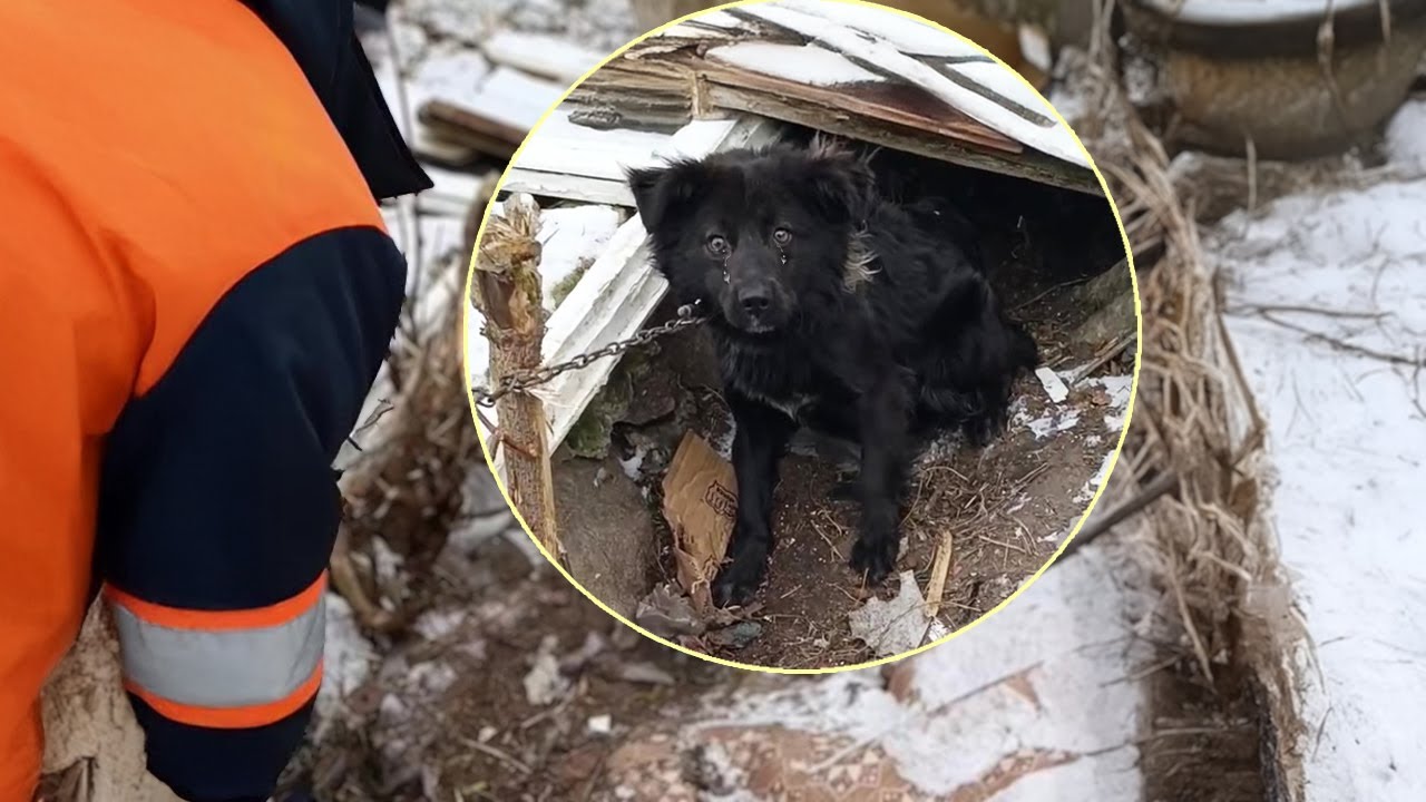 Tears Flow as Loyal Dog, Chained and Abandoned, Begs to Stay at His Crumbling Home