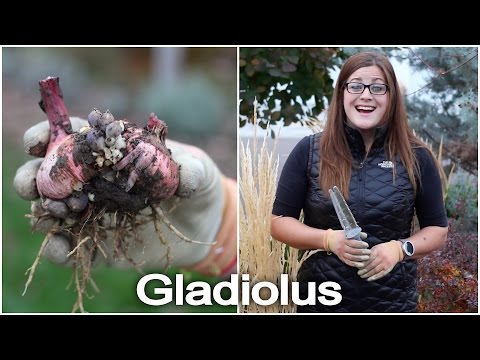 Digging and Storing Gladiolus Bulbs