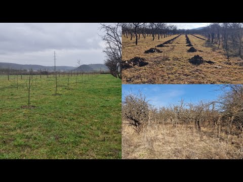 Livada de familie. Cum arată totul după un an de zile.