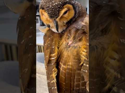 Bibib!!😳😱 Apa itu di punggungmu?!😨😓 #funny #cute #animals #pets #owl #cat #funnyvideos