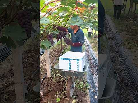 Teng Min grapes #grape #grapenation #pruninggrapevines #grapecity #grapecare #grapemaintenance