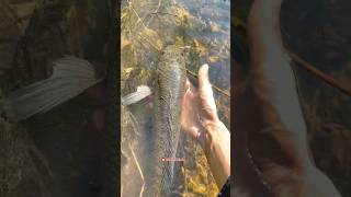 Download lagu Check out the fish tajur and get a snake-scaled monster chana🤤 #chanamonster mp3 Download lagu Check out the fish tajur and get a snake-scaled monster chana🤤 #chanamonster mp3