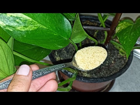 1 teaspoon under any indoor flower and it will turn green again and bloom profusely 💚