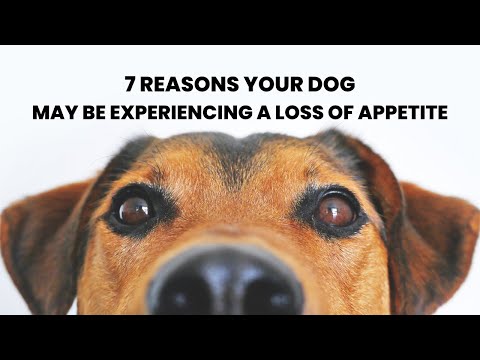 7 Reasons Why Your Dog may be Experiencing A Loss of Appetite