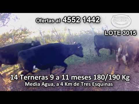 Lote 14 Terneras 3 AA - 3 AA/ HO - 2 RA- 2 HE/ NO - 1 NO - 1 HE/ AA - 1 NO/ CERU 180/190 Kgkg -  en Media Agua, a 4 Km de Tres Esquinas