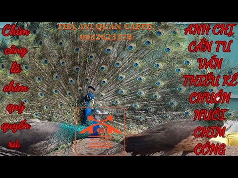 TRẠI CHỒN HƯƠNG NGUYỄN CƯỜNG 0932623378