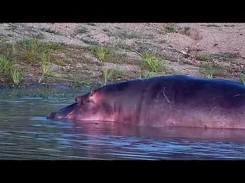 Djuma: Hippo leaving the dam - 18:56 - 01/31/2022