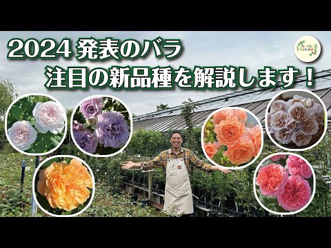 パーゴラに適したつる性の植物はどれですか?高く成長する美しい花を咲かせる7つの品種  庭園