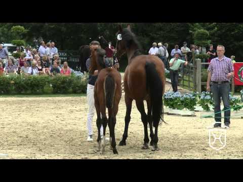 RD078 Stutfohlen von Cascadello I   Landos   Landadel Apple Geräte HD Höchste Qualität