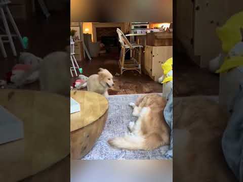 Mamá perruna enseñando a comportarse a cachorros😎